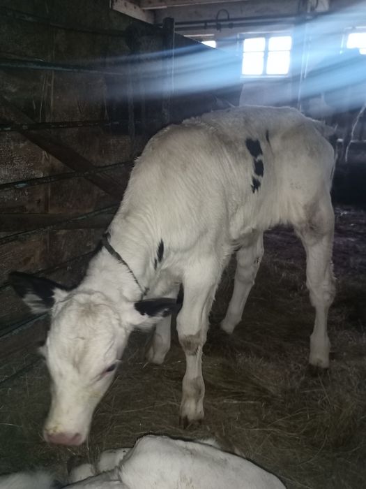 Sprzedam byczki i jałoszki mleczne mieszance bbb i angus