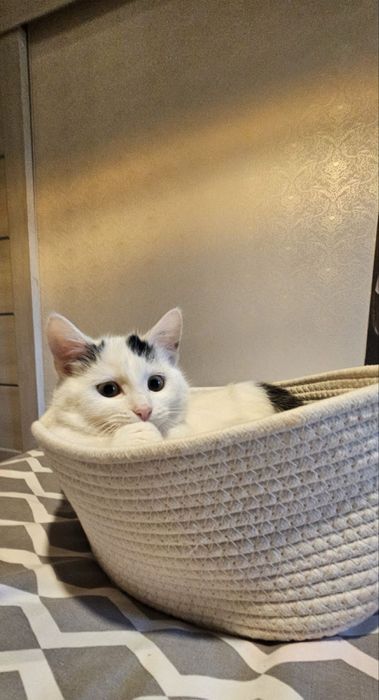 Кітті хоче стати домашньою