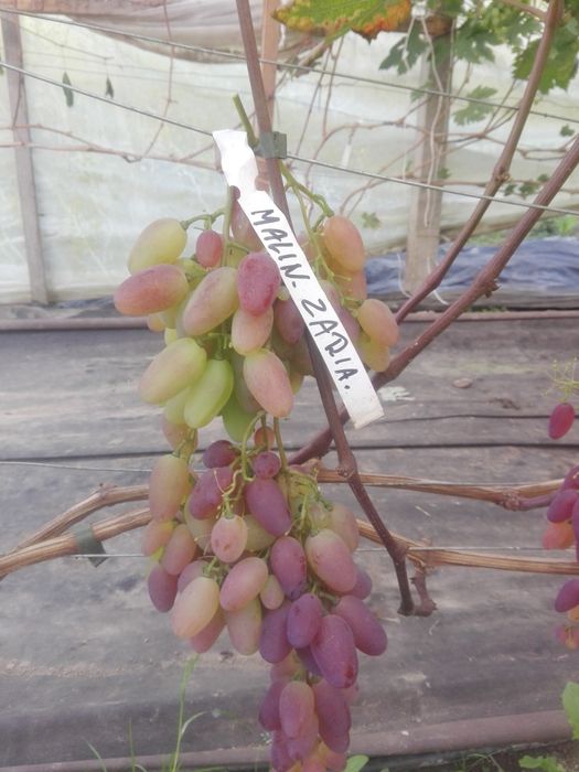 Sok z winogron 6L (2x3L) WYSYŁKA sok winogronowy foliopak