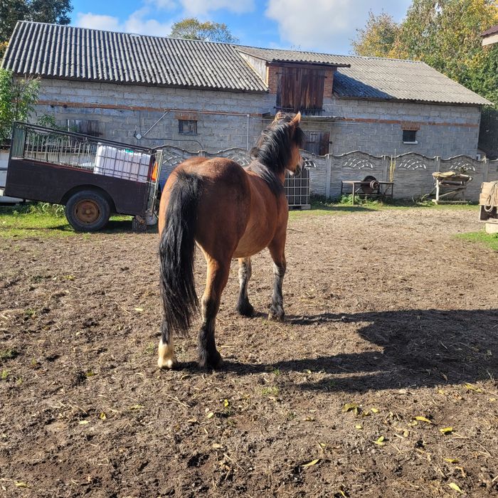 Źrebica zimnokrwista 13 mc.