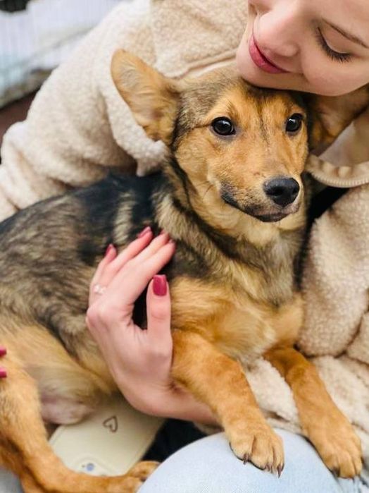 Віддаємо вухастого цуценя