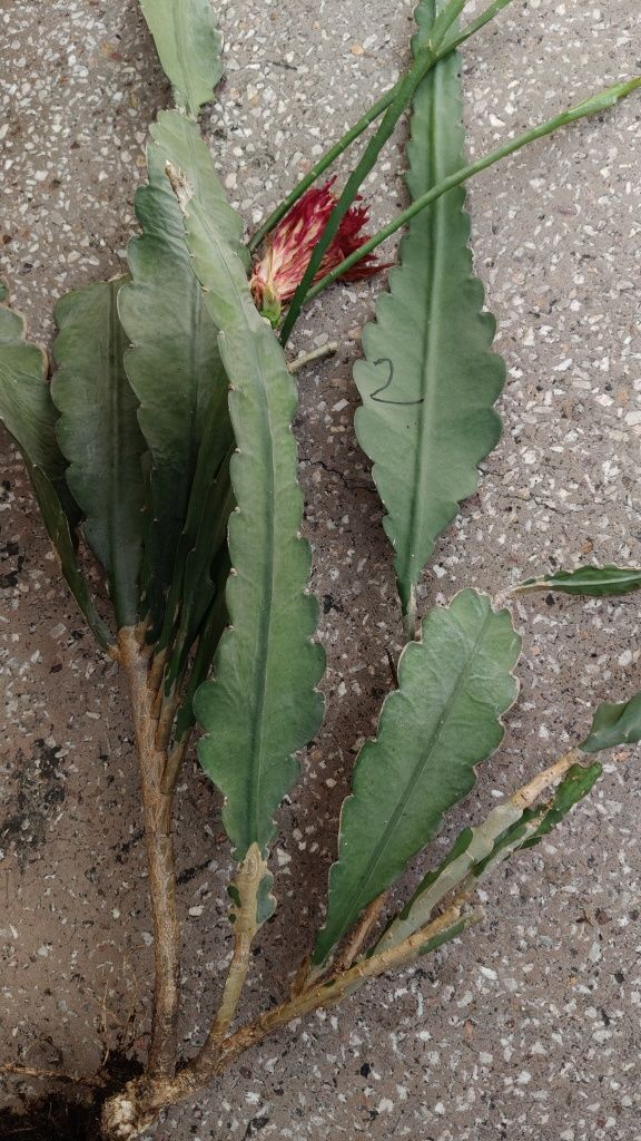 Epiphyllum sp. Kwiat czerwony duży.