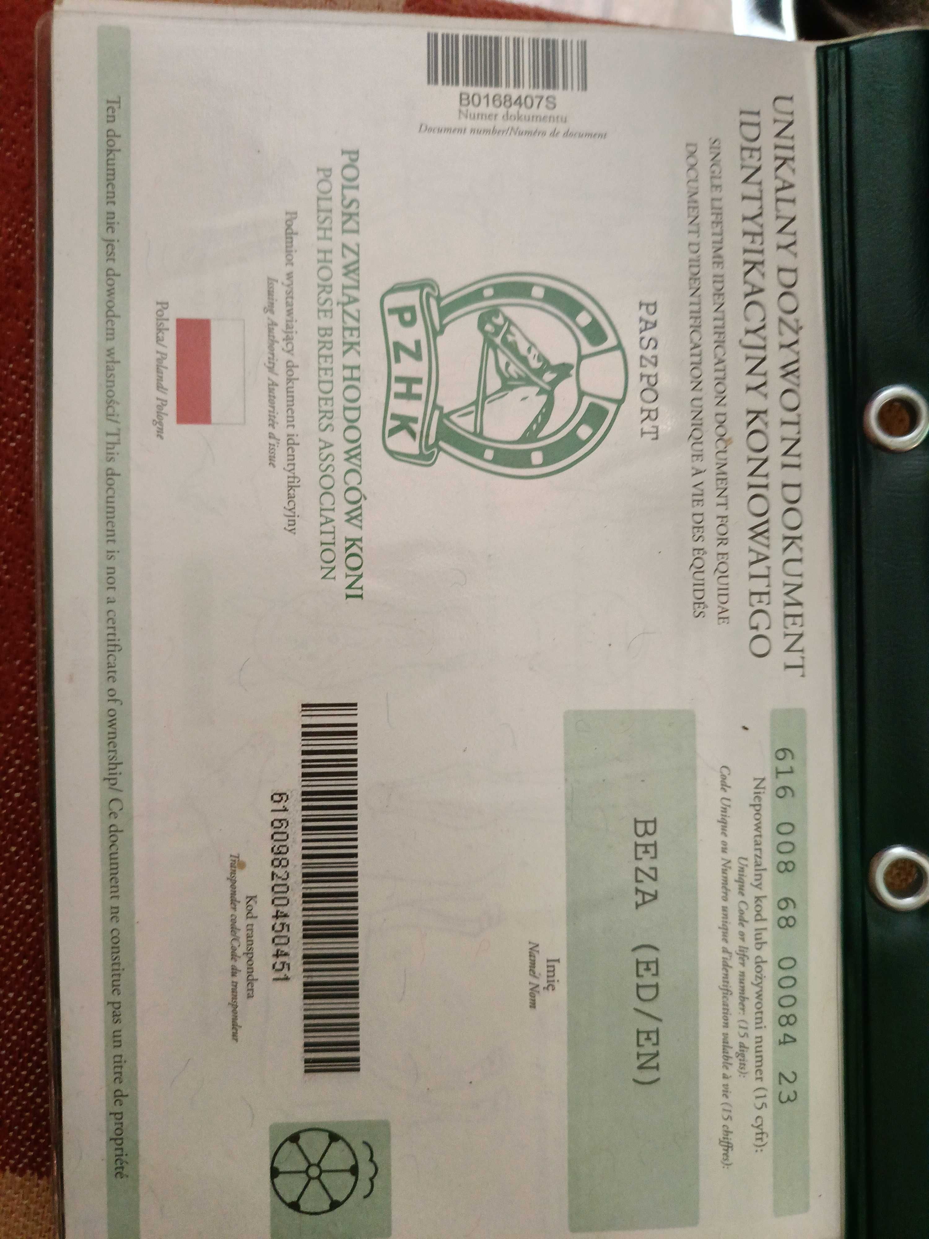 SPRZEDAM ‼️ Klacz Śląska 2, 5roku-pełen rodowód