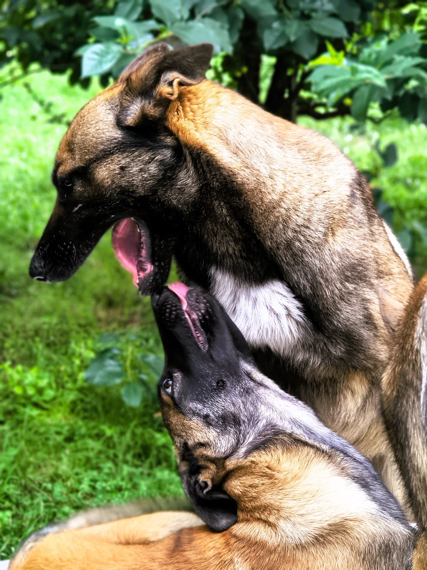 Owczarek belgijski malinois