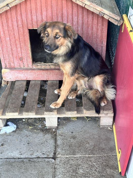 Piekna suczka do adopcji