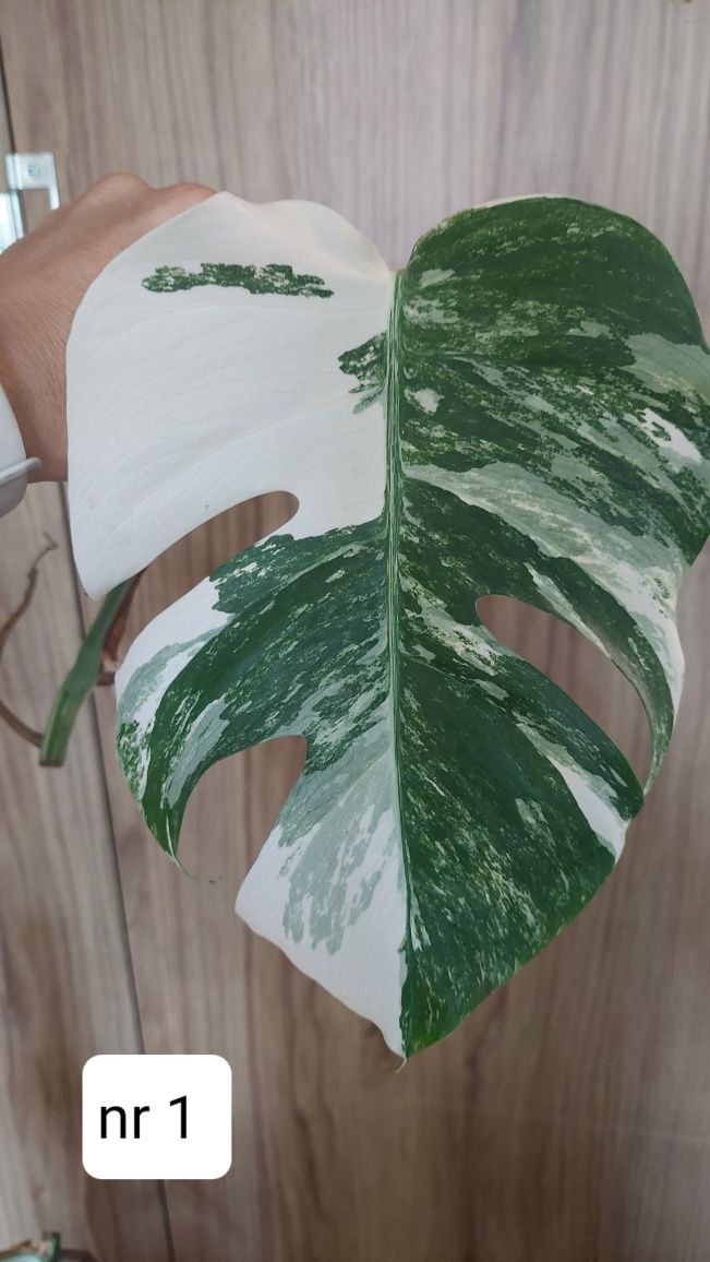 Monstera variegata albo