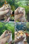 Хомяк королівський, хомʼяк , малюки 1 місяць