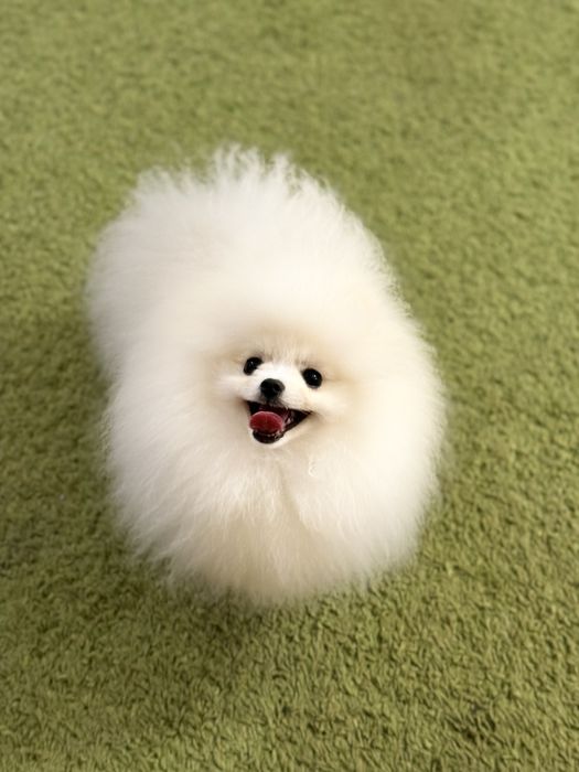 Померанський шпіц