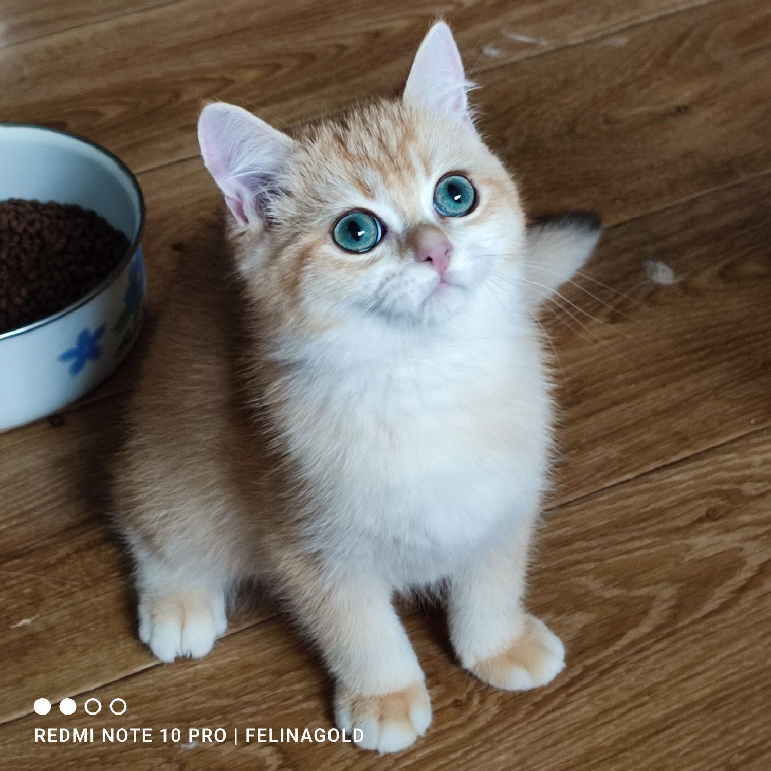 Британський золотий котик ny12