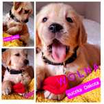 Złota Dakota Golden Retriever RODZICE OBOJE W HODOWLI Tata FCI
