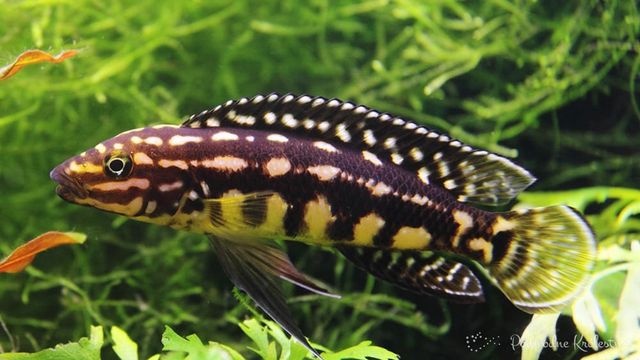 Julidochromis marliera naskalnik tanganika