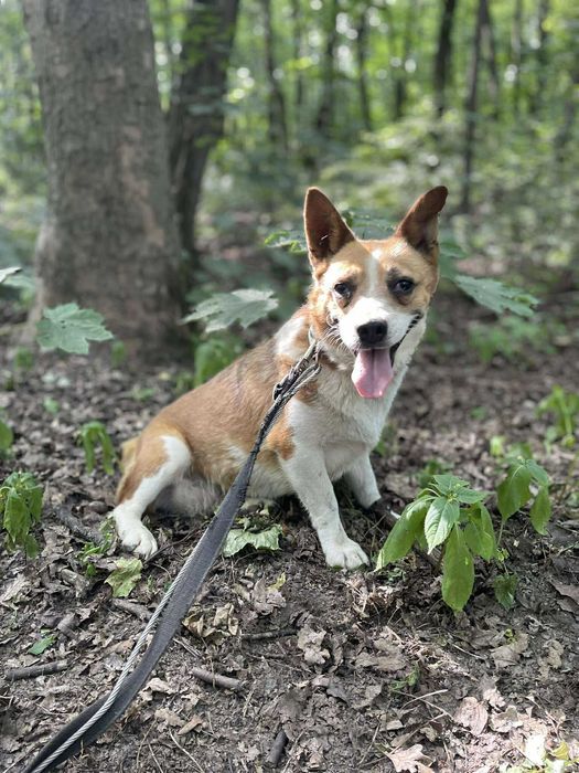 Welsh corgi mix  Serwetka szuka domu schronisko Zgierz -aktualne