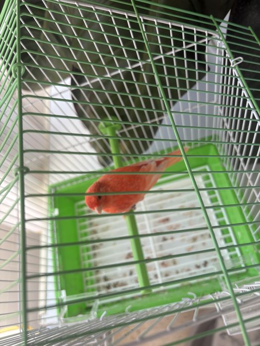 Canario vermelho nevado