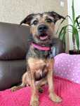Cudowny maluch do adopcji - Frida!