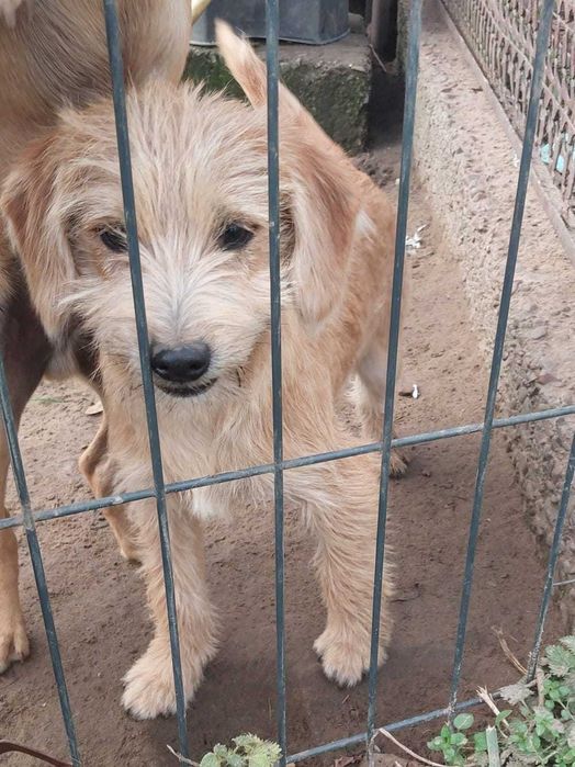 Sympatyczne pieski do wzięcia przez dobrego opiekuna