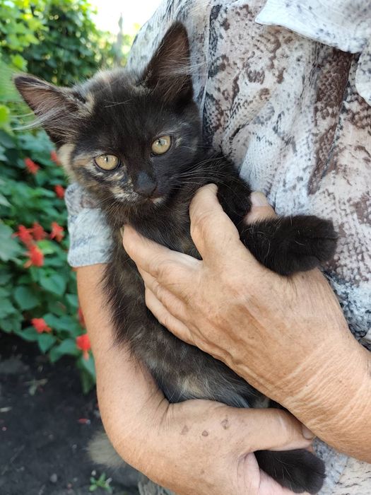 Віддам в хороші руки