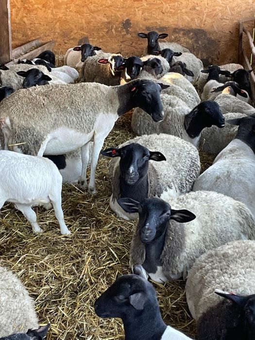 Породні вівці дорпер