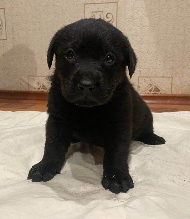 Лабрадор ретривер