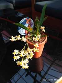 Storczyk Oncidium Twinkle "Fragrance fantasy" biały, żywy