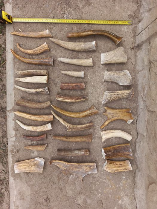 Рога для поделок