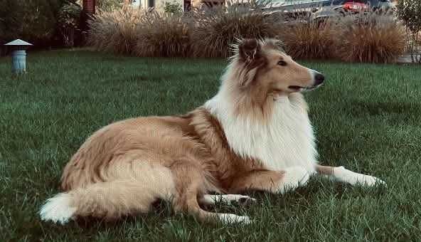 Owczarek Szkocki Długowłosy