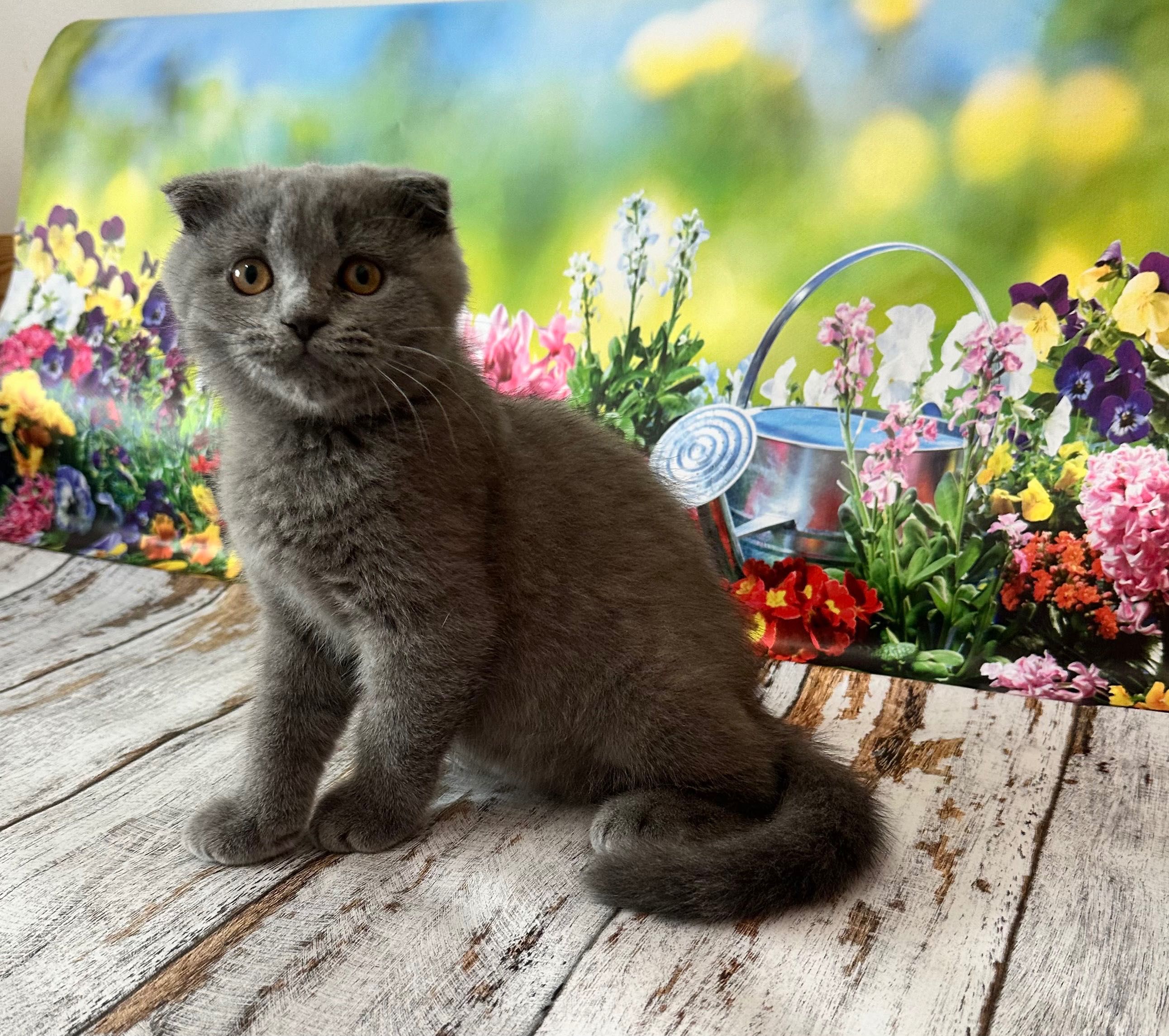 Scottish Fold macho