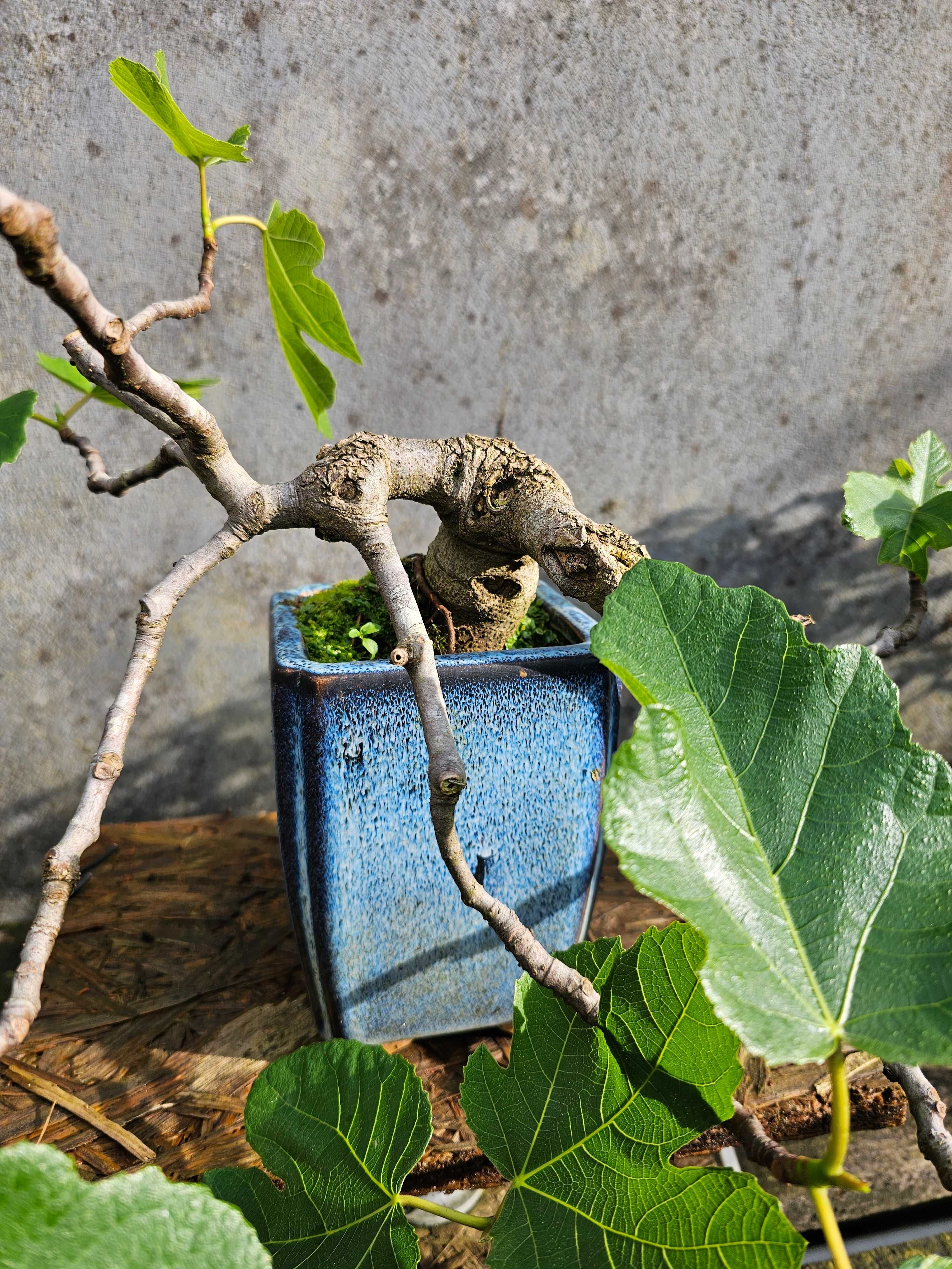 Bonsai de figueira