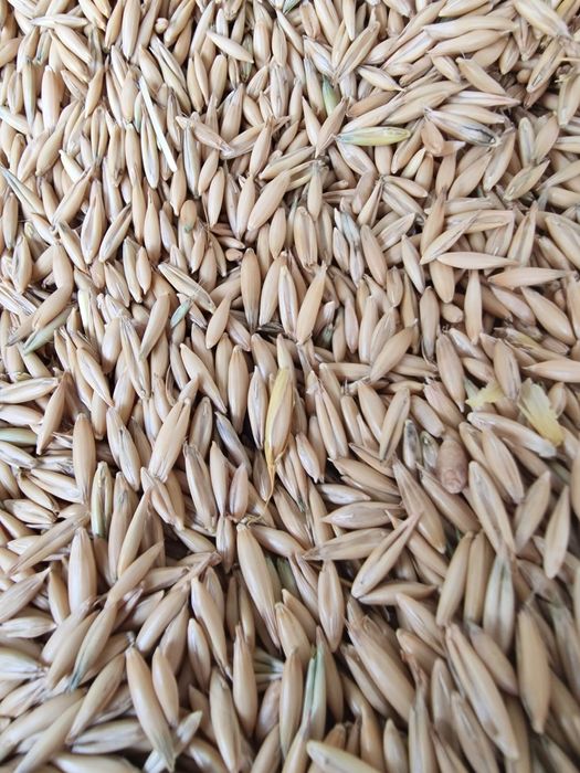 Owies ozimy KWS Snowbrid na opał  dla koni,kòz,kròlikòw itp.