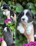 Border Collie suczka. Linia Show. ZKWP/FCI.