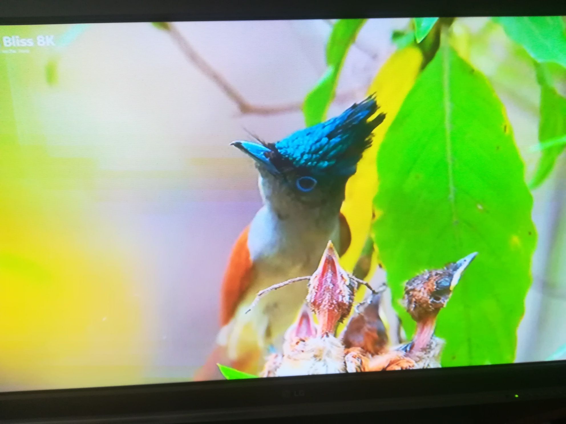 Smart Box X96Q +LG TV. 42*.