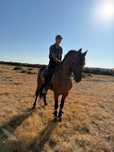 Vende se cavalo com 6 anos de idade