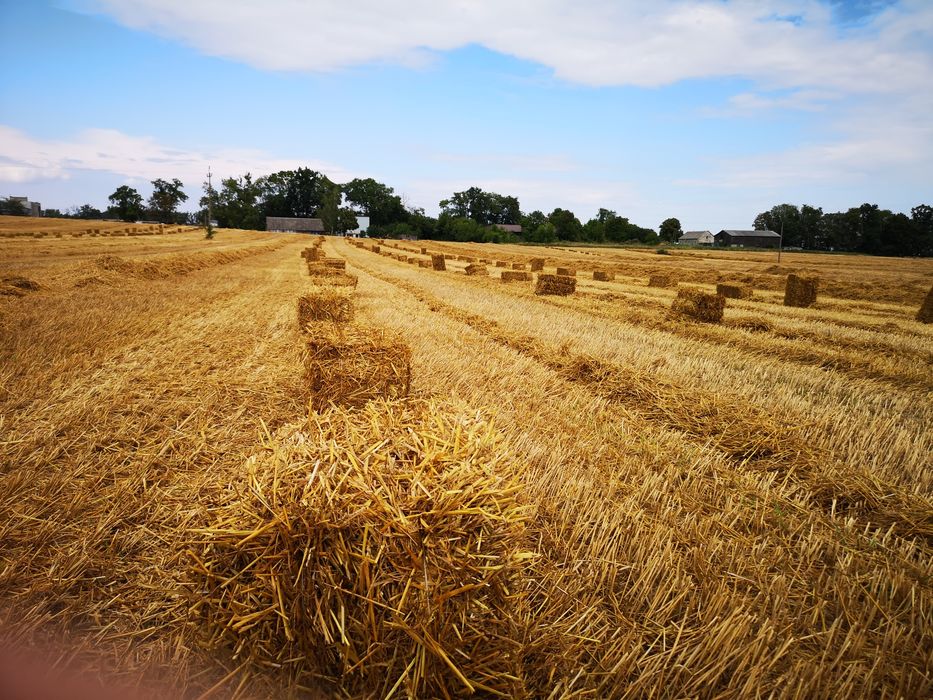 Słoma w kostkach zbiór 2024 sucha świeża