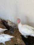 Indyki Maransy Green Shell Araucana Silka