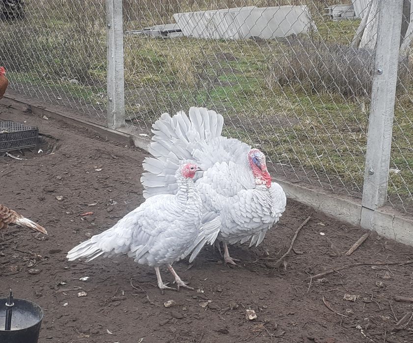 Indyli, indory lawendowe