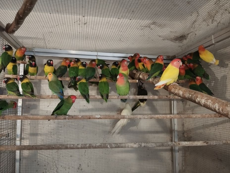 Nierozłączki czerwonoczelne