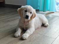 Golden Retriever FCI