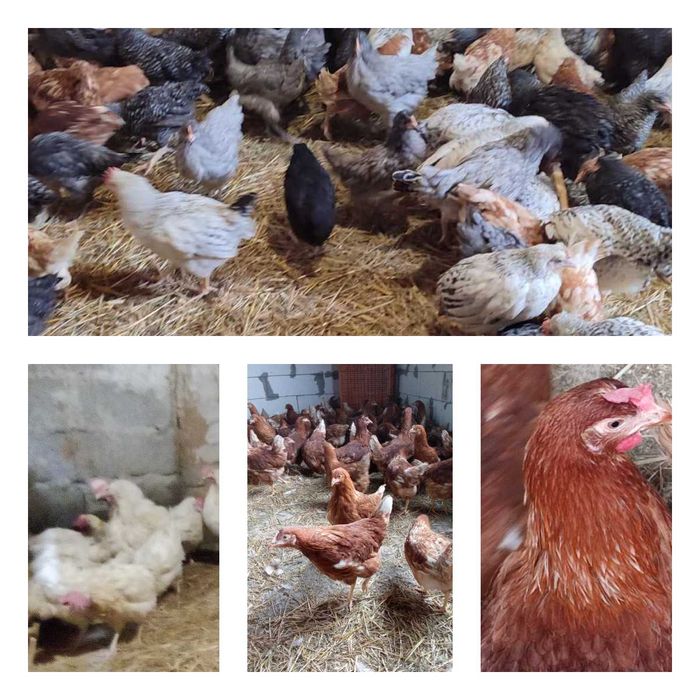 Продам кури несушки! Доставка безкоштовна. Дружківка!