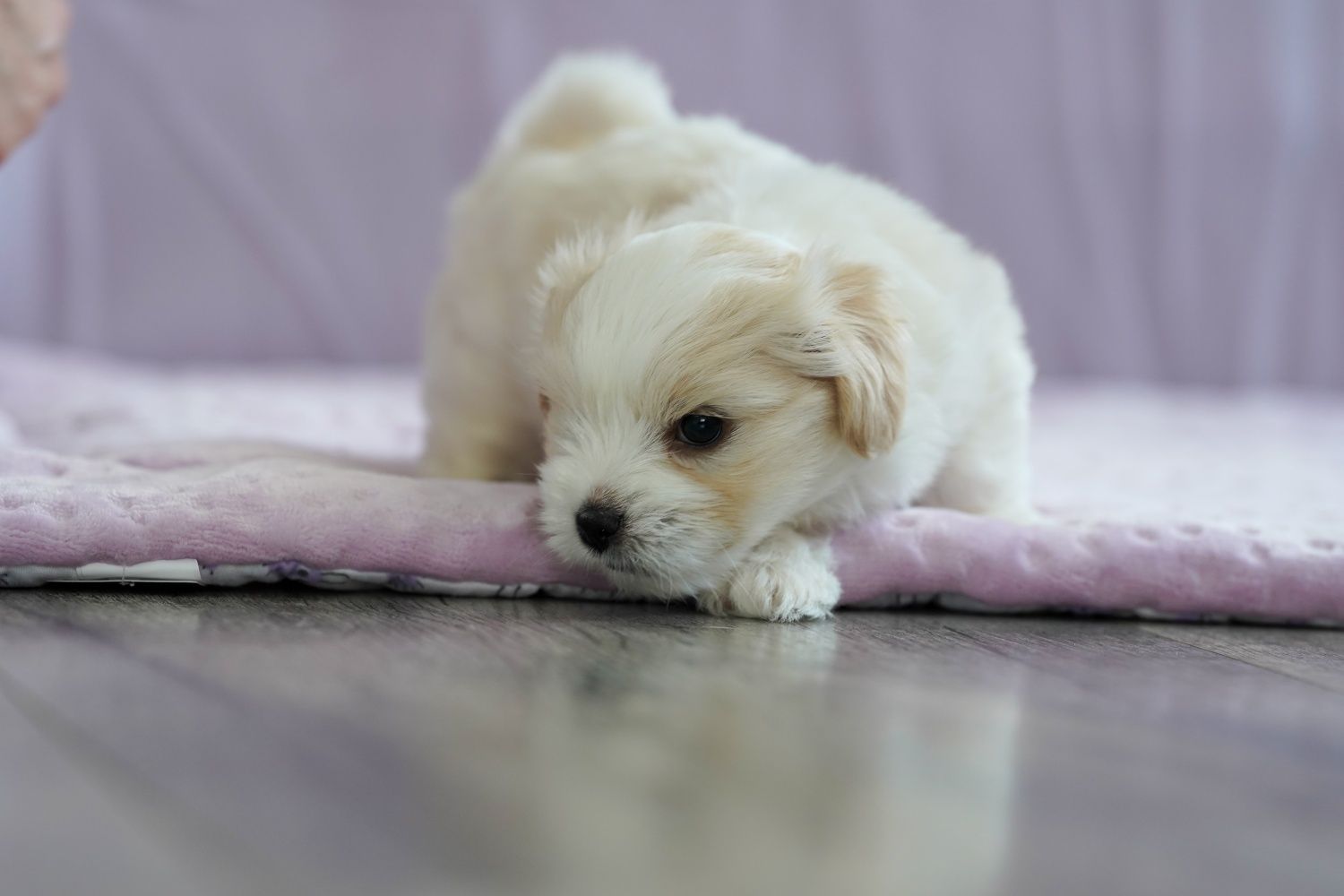 Coton de Tulear - szczeniak FCI