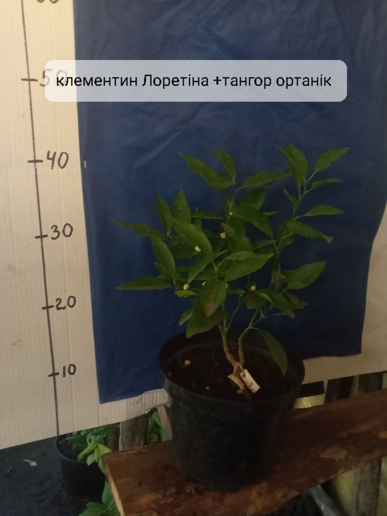 Лимони ,Мандарини апельсини, грейпфрут, клементин