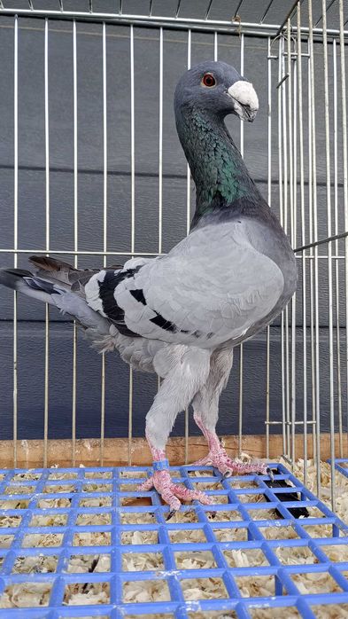 Samiec Niemiecki wystawowy 2024r