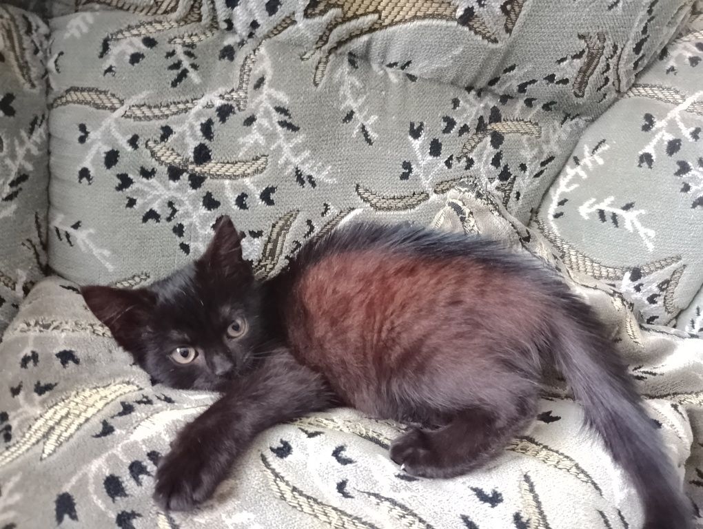 Кошеня дівчинка 2 місяці
