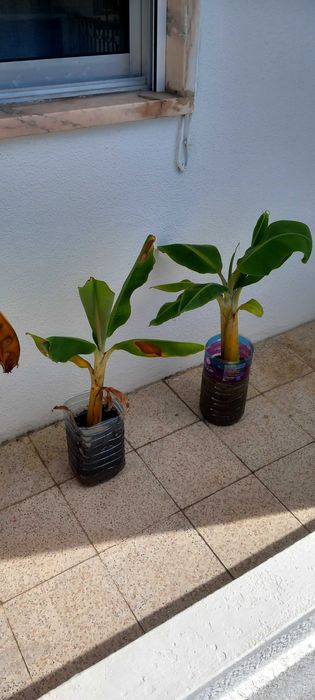 Bananeiras pequenas