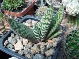 Rebutia vallengrandensis L 353 - MG - горщик - 5.5х5.5 см