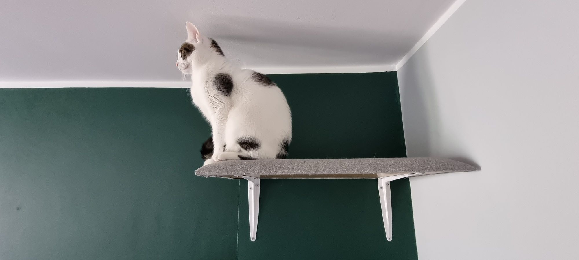 Półki dla kota  legowisko na ścianę