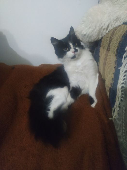 кішки-норвежки оплата договірна