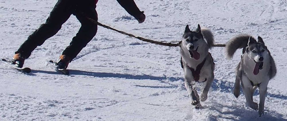 HIFICA Linka Smycz Amortyzowana dla Psa SKI BIKE 3.2 PP 90 Karab.8K