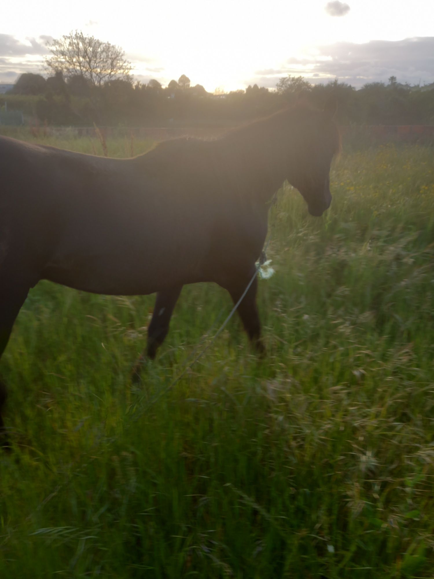 Vendo cavalo 10 anos