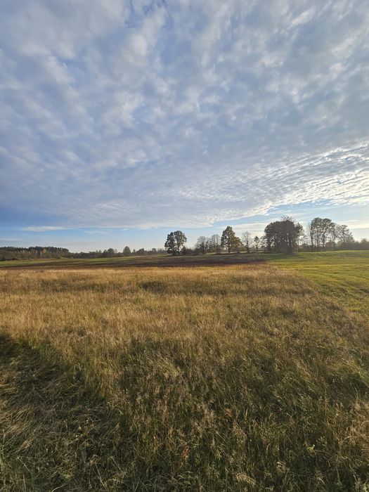 Piękna łąka nad Narwią Osetno/ pow. Łomżyński
