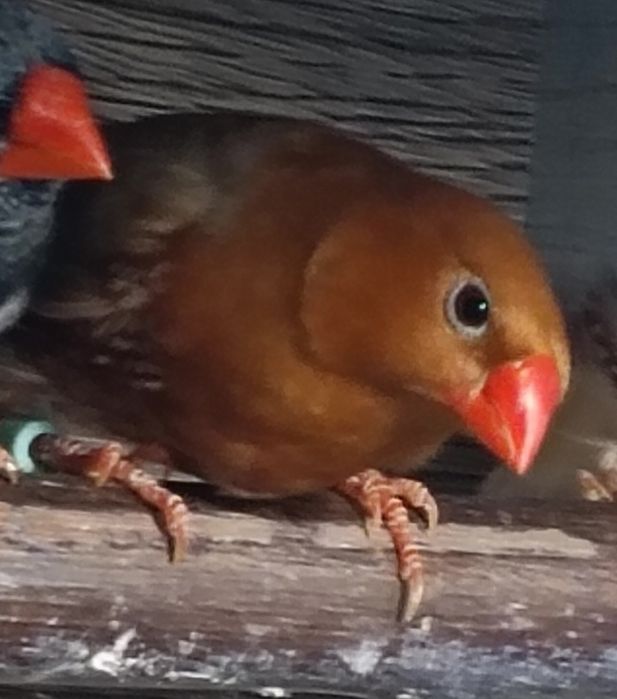 Sprzedam zeberki rudopiersne