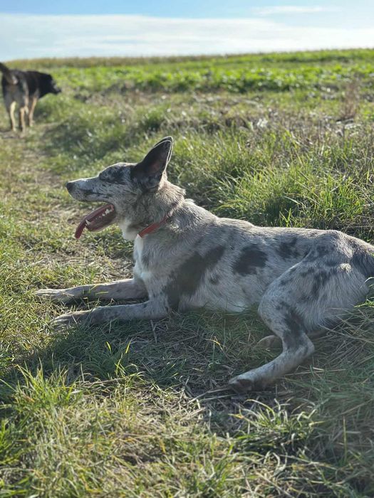 Uroczy Pedro szuka domu